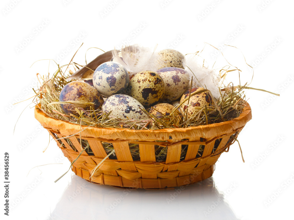 Obraz premium quail eggs in nest isolated on white