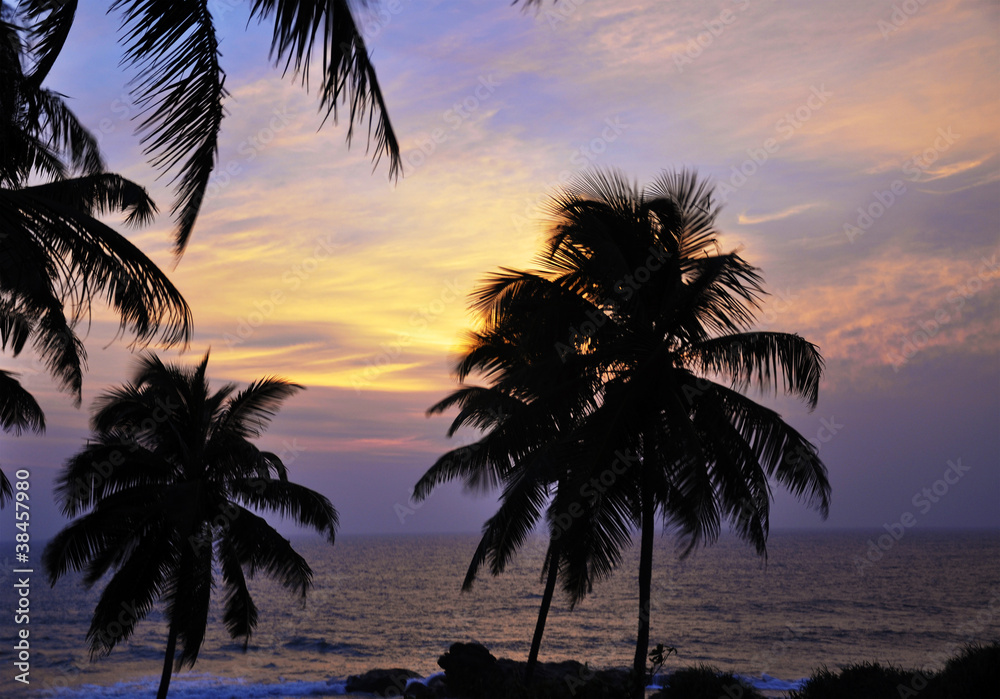 The silhouettes of palm trees at sunset in Sri Lanka