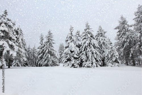 Trees in the snow in the forest in winter
