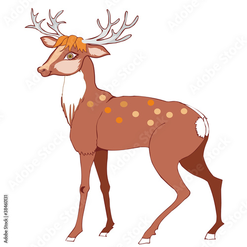 Deer