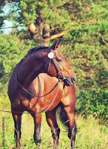 beautiful prizer Trakehner stallion