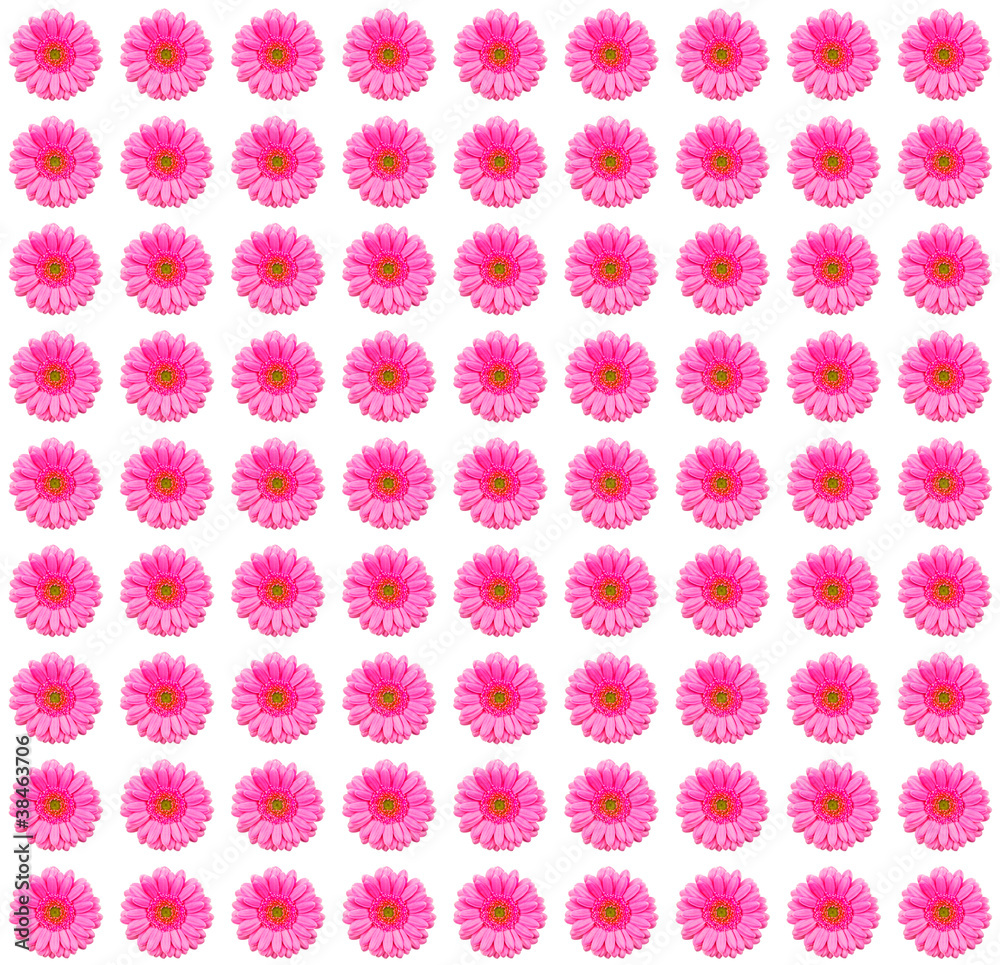 Pink flower Pink flower