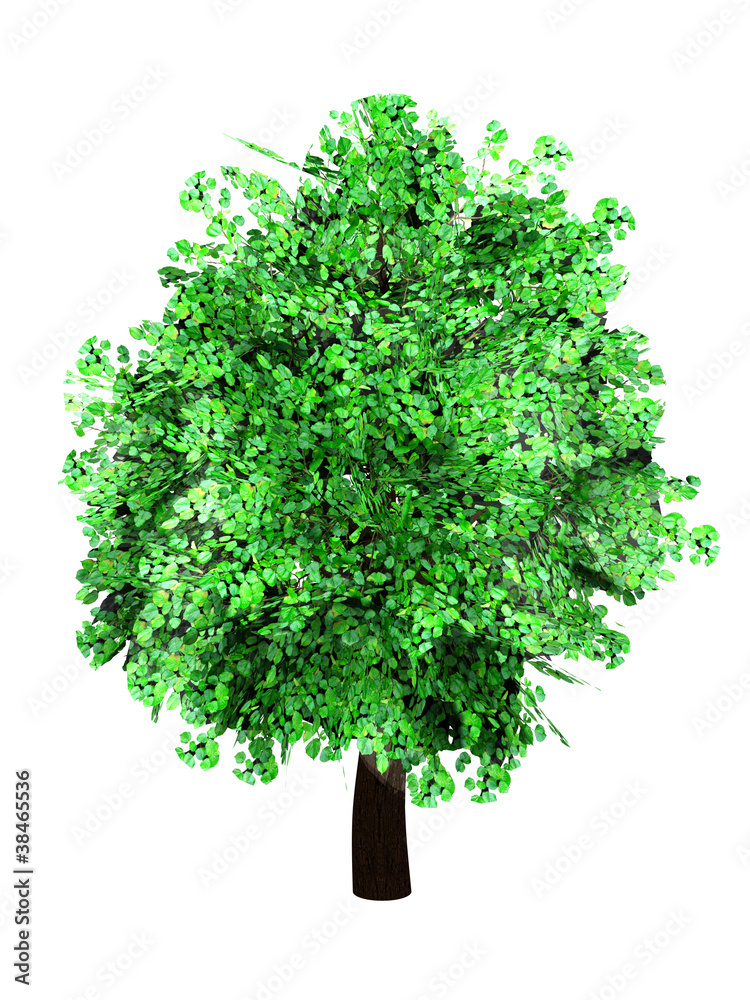 Fototapeta premium Freigestellter Baum