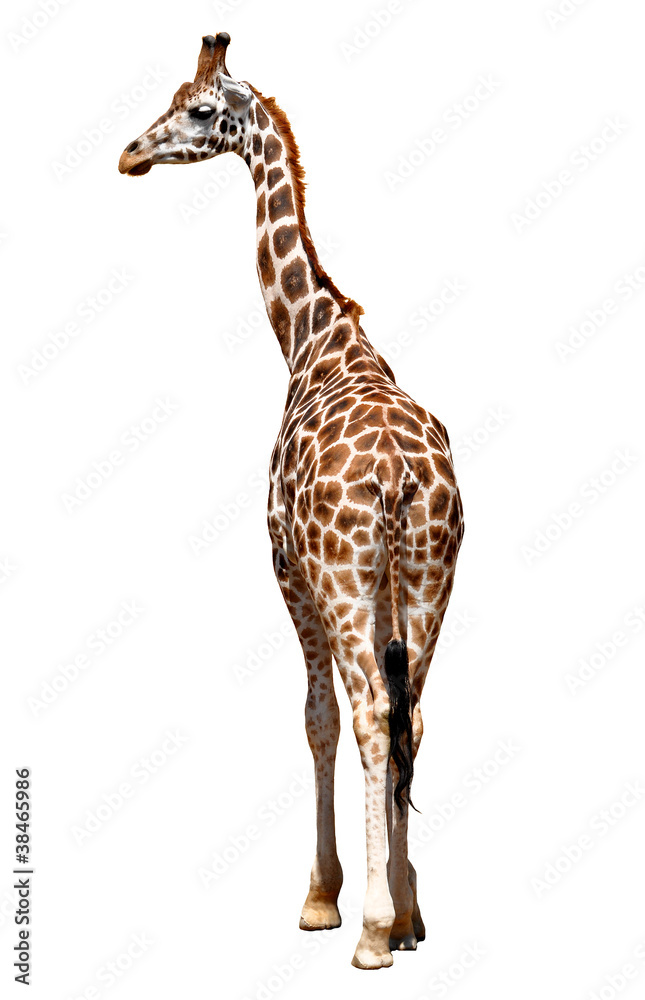 Naklejka premium giraffe isolated