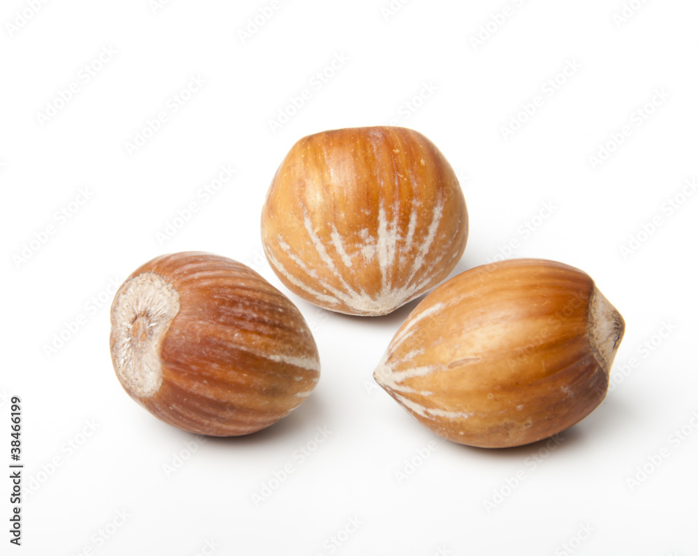 hazelnut hazelnut