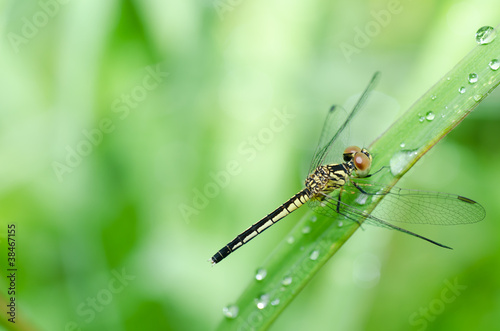 dragonfly in garden