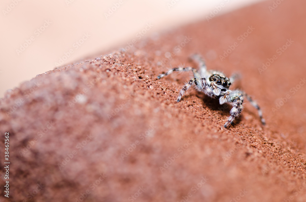 Obraz premium jumping spider in green nature