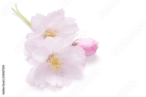 Blossom of Japanese cherry  isolated on white with water drops