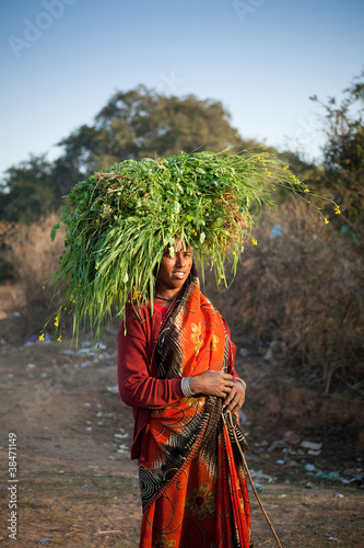 Indian villager woman carrying green grass