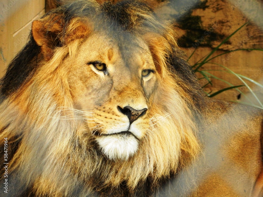 Lion Lion