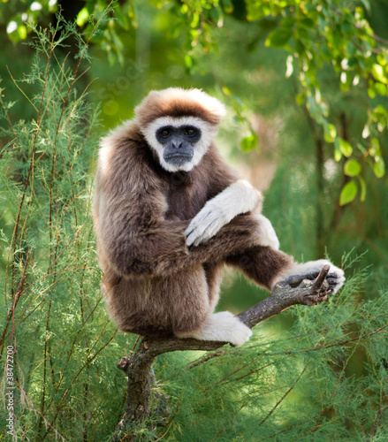 Gibbon staring to viewer