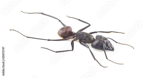 Giant forest ant, Camponotus gigas isolated on white background