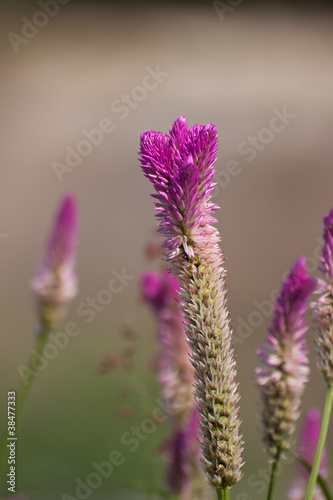 the purple grass flower,closup