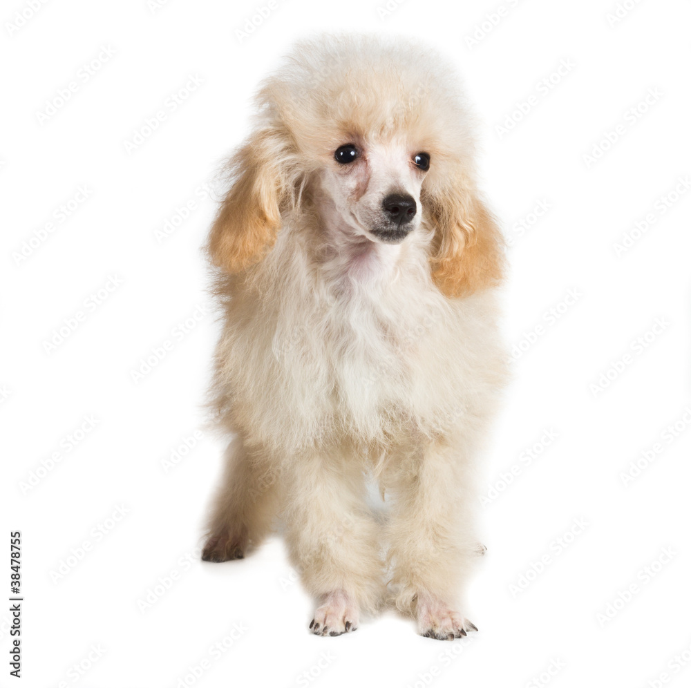 Apricot poodle puppy portrait on a white background Apricot poodle puppy portrait on a white background