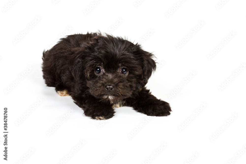 Puppy yorkshire terrier on the white background Puppy yorkshire terrier on the white background
