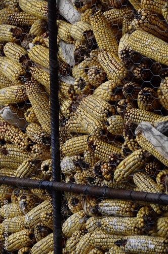 Ears of corn drying in a corn crib with metallic fence