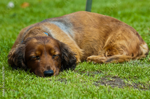 sleeping sausage dog
