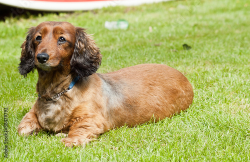 alert sausage dog