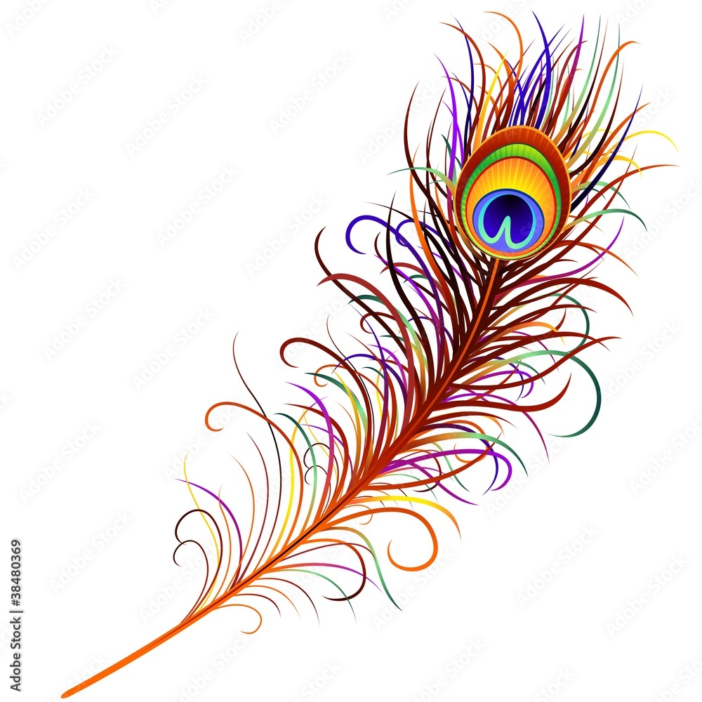 Piuma di Pavone-Peacock Feather-Vector Stock Vector | Adobe Stock