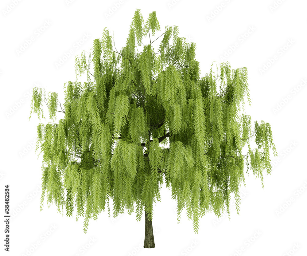 willow tree isolated on white background - obrazy, fototapety, plakaty 