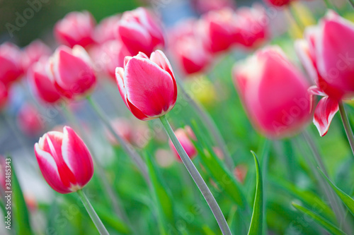 Some beautiful tulips