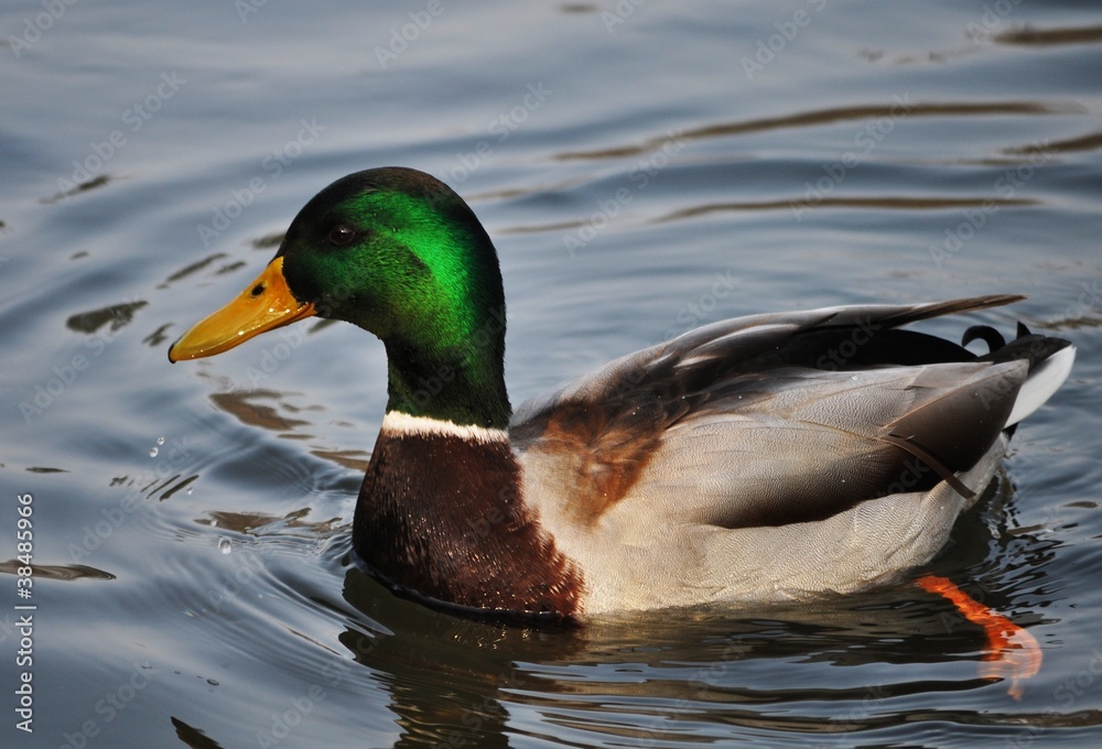 Obraz premium Anatra nel laghetto