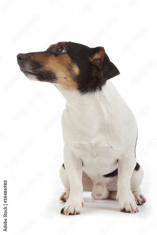 portrait chien Jack Russel terrier