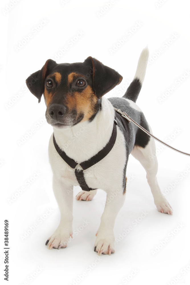 chien Jack Russel terrier avec harnais et laisse Stock Photo | Adobe Stock