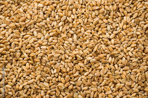 wheat grain as background