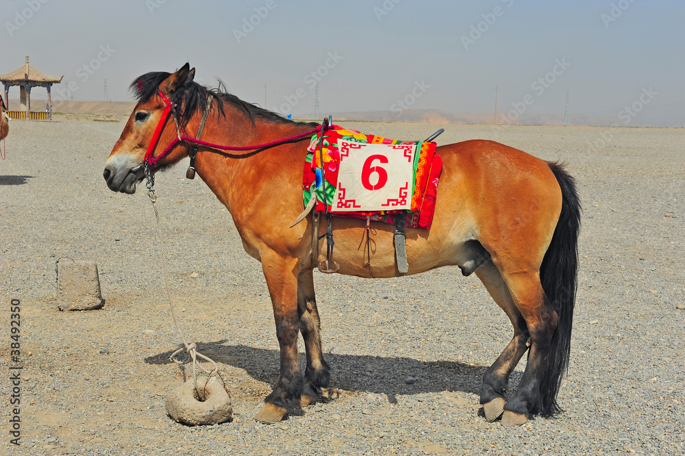 horse in desert