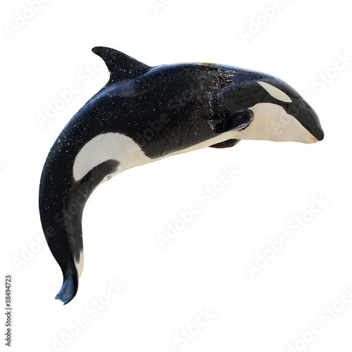 Leaping Killer Whale, Orcinus Orca photo