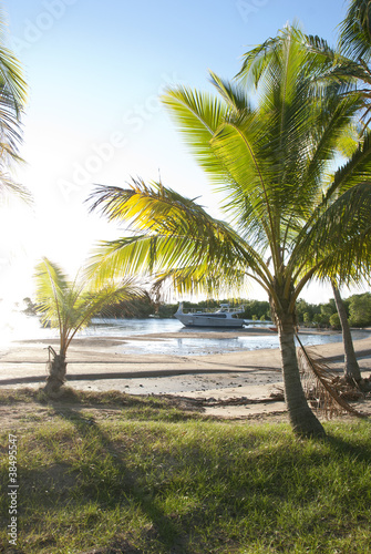 Different sized palm trees growing in bay