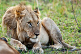 Male African Lion in the Maasai Mara, Kenya