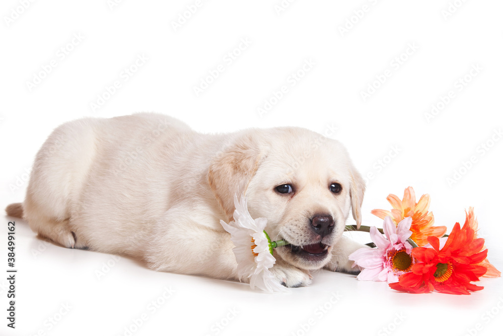 Labrador puppy on white background Labrador puppy on white background