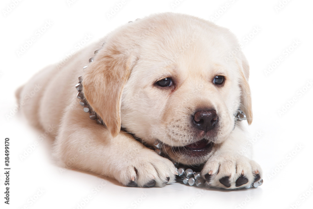 Labrador puppy on white background