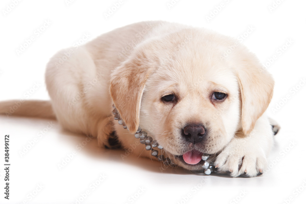 Labrador puppy on white background Labrador puppy on white background