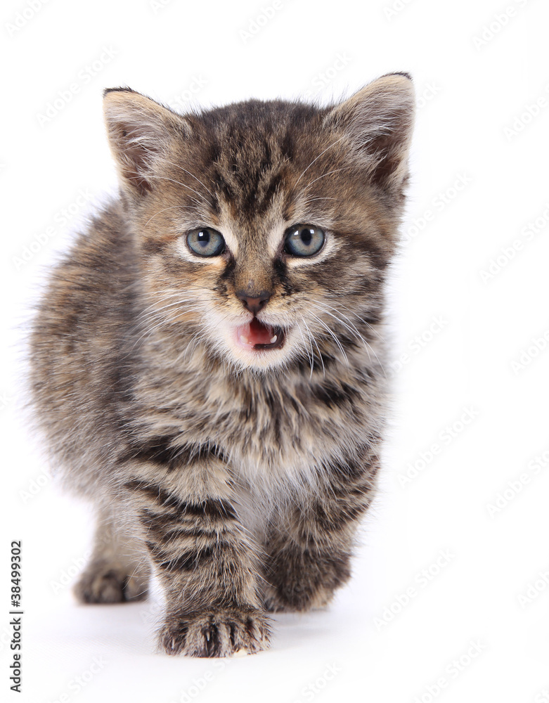 Fototapeta premium Cute kitten over white background