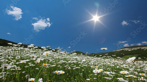 chamomile flowers