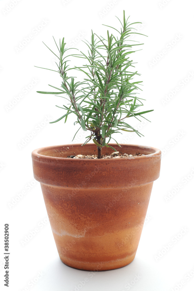 Rosemary in flowerpot Rosemary in flowerpot