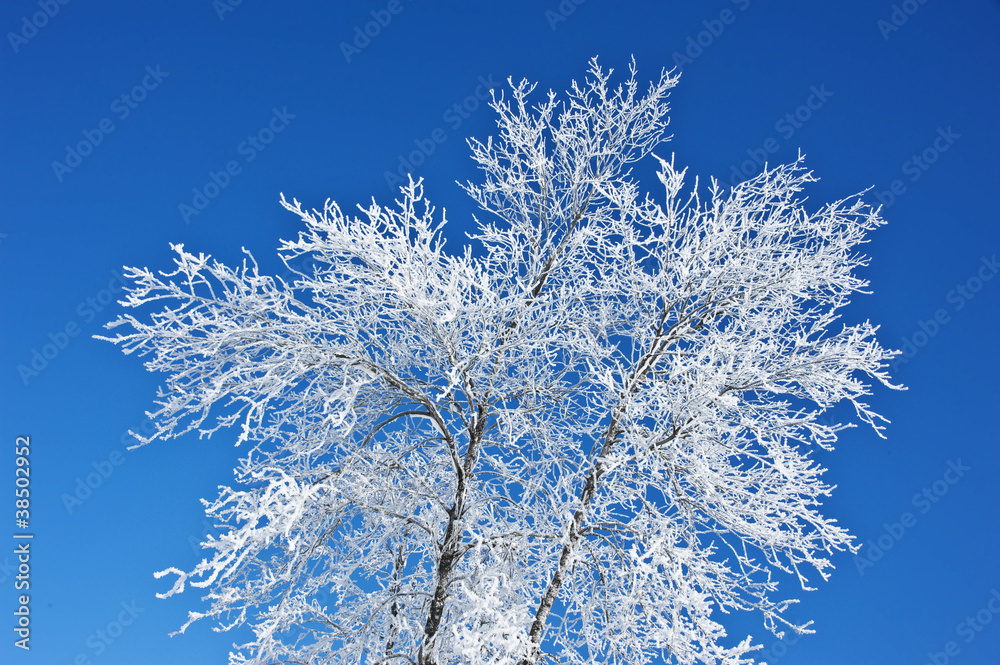 frozen tree frozen tree