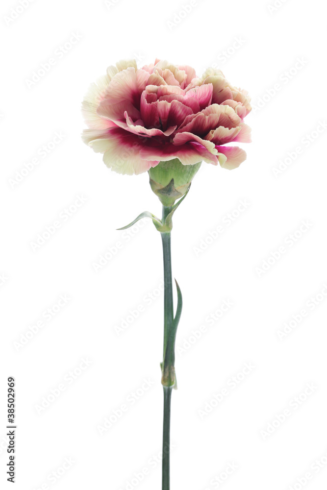 Yellow purple carnation isolated on white background