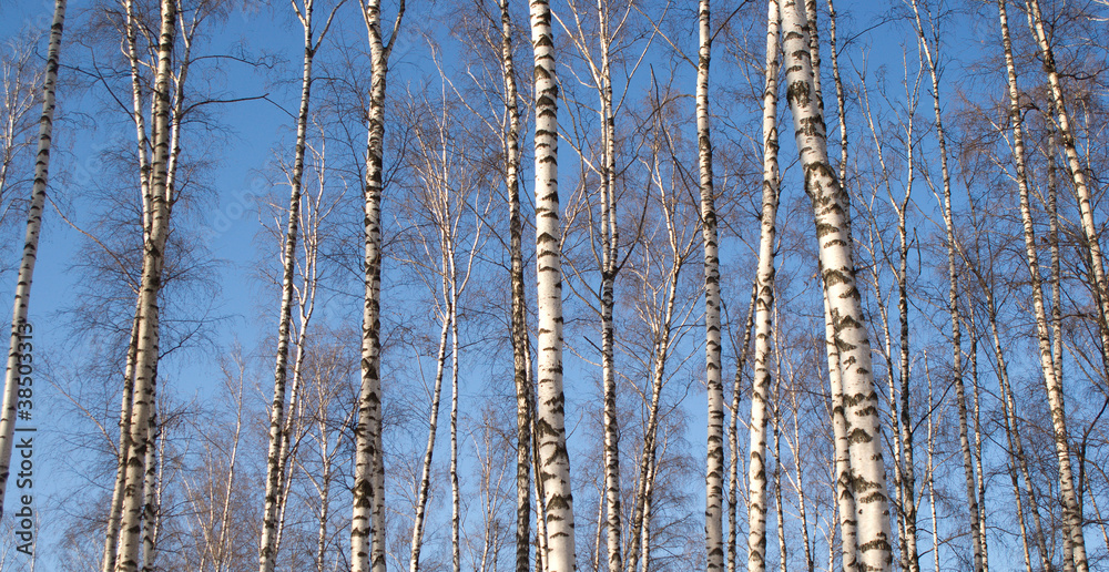 Obraz premium Forest landscape with white birches over blue sky