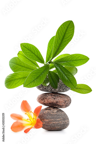 Zen stones with flowers and green plant