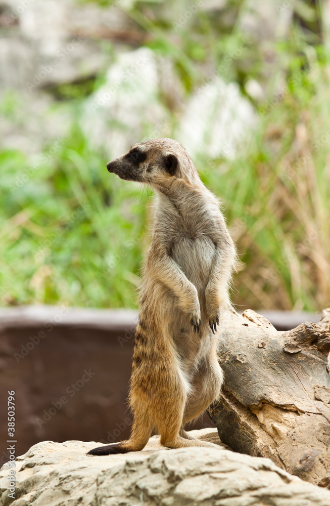 Fototapeta premium meerkat .