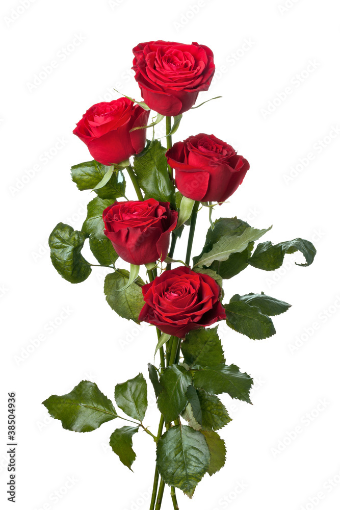 Fototapeta premium beautiful close-up red rose over white background