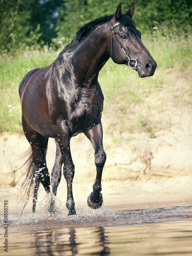 trotting black horse in water