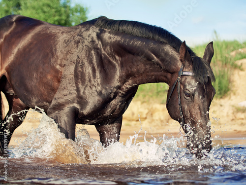 trotting black stallion in lake