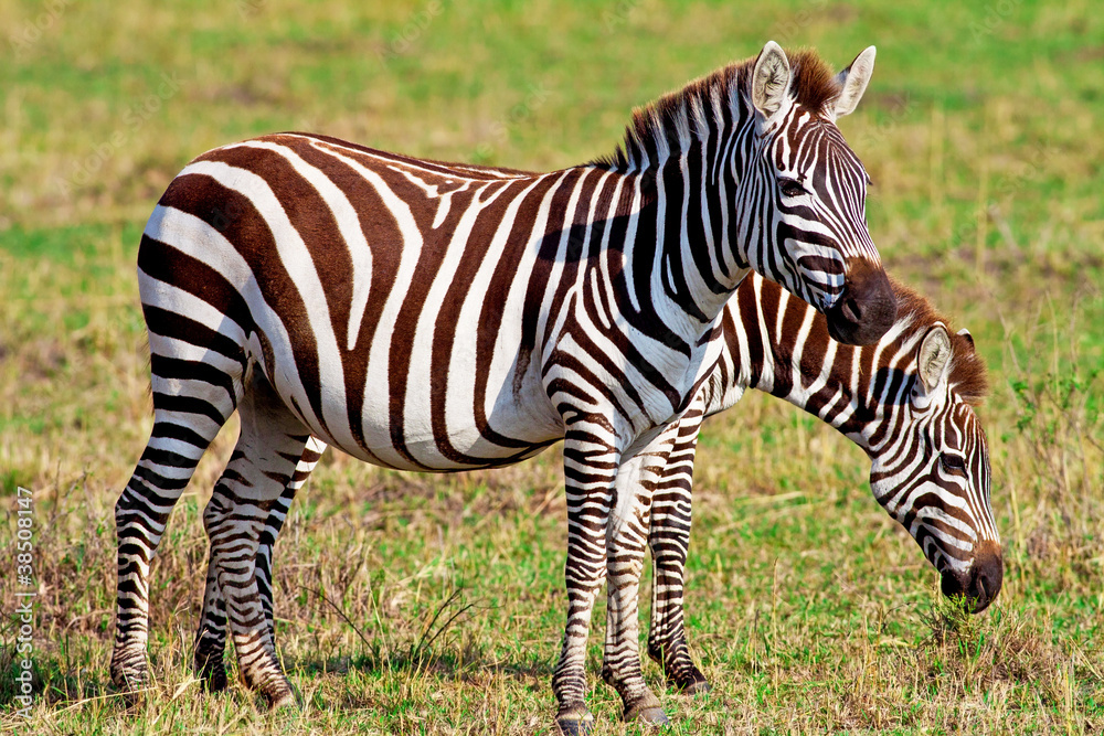 Zebras in the Maasai Mara National Park, Kenya Zebras in the Maasai Mara National Park, Kenya