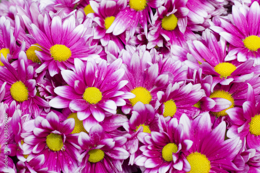 Obraz premium dendranthemum grandifflora