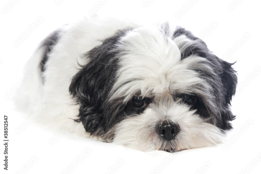 maltheser shi tzu portrait maltheser shi tzu portrait